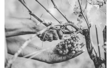 Historia y evolución del vino: milenios de uvas, copas y civilizaciones