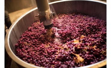 Posicionamiento mundial: quién produce vino hoy — y qué está cambiando